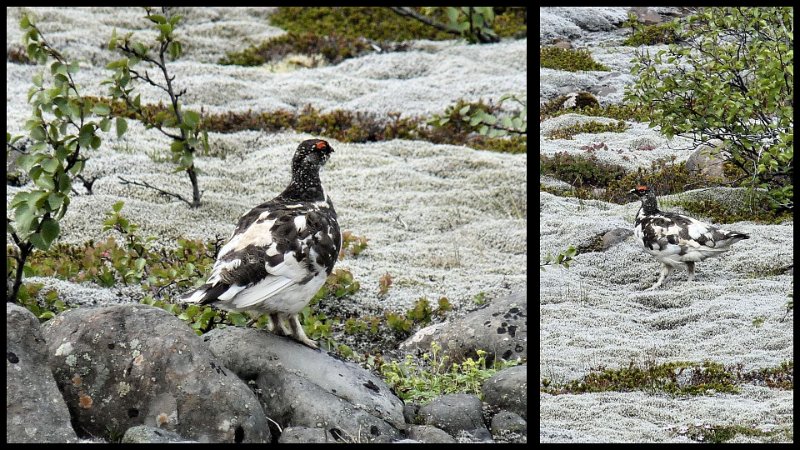 A (138) Ptarmigan.JPG